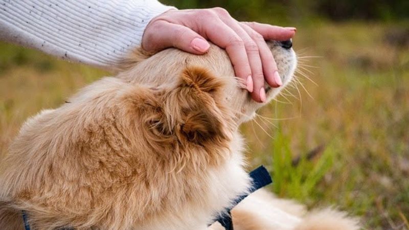 Hand petting a fluffy golden dog’s head.