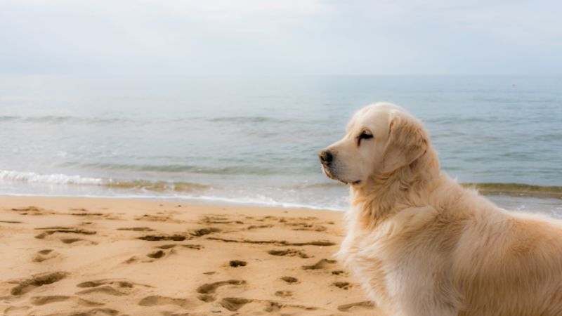 Golden retriever sitting on the sand by the ocean.