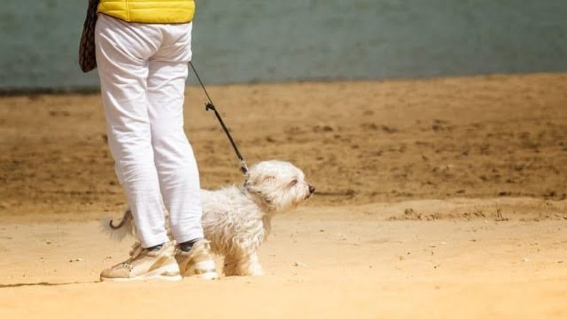 Person walking a small white dog on a sandy beach.