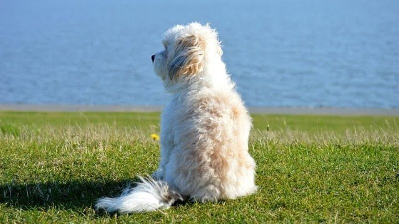 Fluffy white dog sitting on grass overlooking the ocean.
